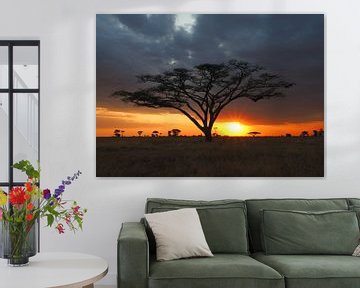 Acacia boom bij zonsondergang in de Serengeti van Aagje de Jong