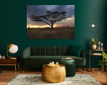 Acacia boom bij avond in de Serengeti in Tanzania van Aagje de Jong