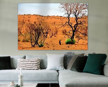 Surviving the Australian desert
