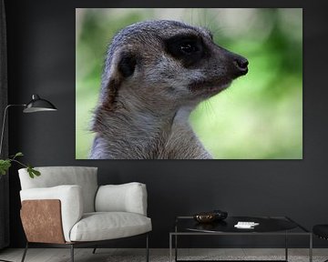 Meerkat on the lookout