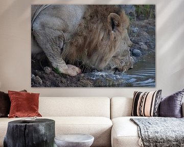 Close up of old lion drinking by Eric van Duijn