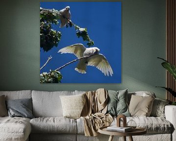 White cockatoos against a blue sky