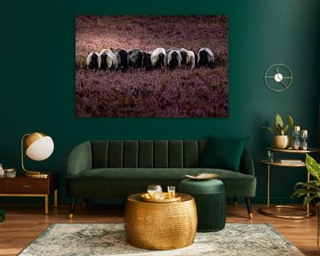 Grazende heideschapen van GoodMoodPhotos