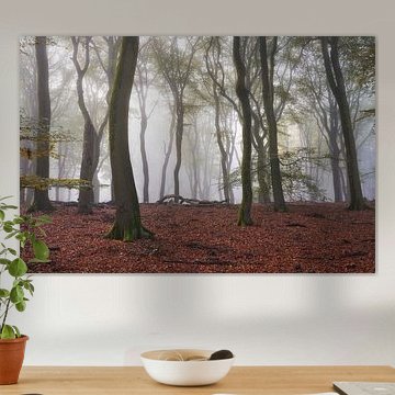 Mystérieuse forêt de hêtres