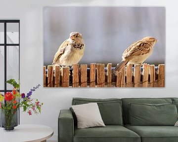 Zwei gewöhnliche Haussperlingsvögel von Bobsphotography