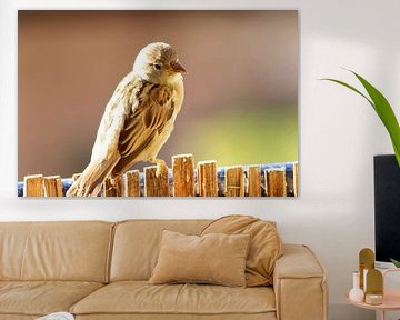 Gewöhnlicher Haussperling von Bobsphotography