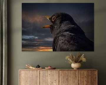 Blackbird portrait (close-up)