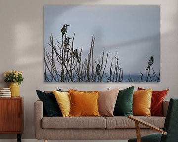 New Holland honeyeaters on branches, Tasmania