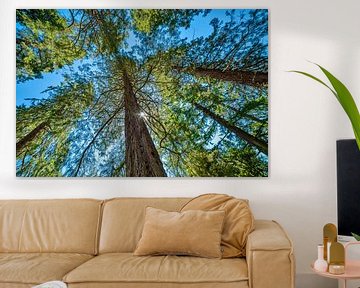Metasequoia tegen een strakblauwe lucht van Hans Kwaspen