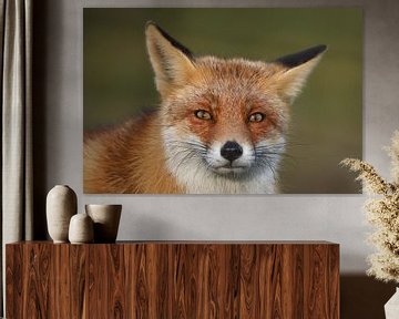 Vos (Vulpes vulpes) van Ronald Pol