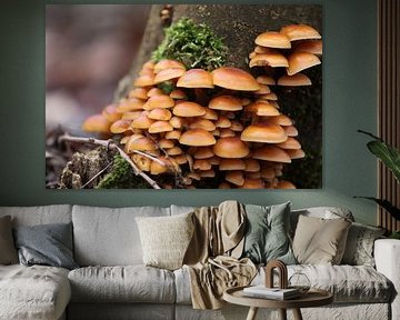 Champignons sur le tronc d'un arbre sur Elena Creative