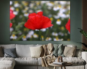 Ein einzelner Mohn in einem Feld mit weißen Blüten
