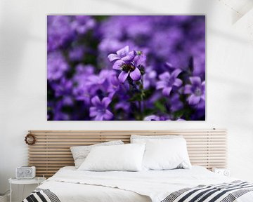 Eine Biene in einer Gruppe lila Campanula's