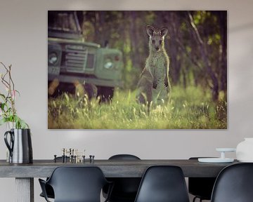 Joey, een jonge kangoeroe in Zuid-Australië van Sven Wildschut