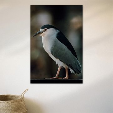 Mysterious Night Heron at Dusk