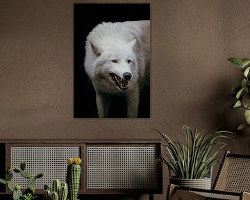 Woeste Witte Wolf – Natuurlijke Kracht in Beeld van Dave Adriaanse