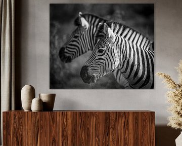 Steppezebra's van Jorn Goosen