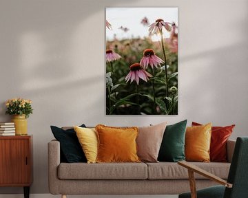 Summer Echinecea Field, Still Life, Netherlands, Purple Flowers, Sunflower, Flower Garden