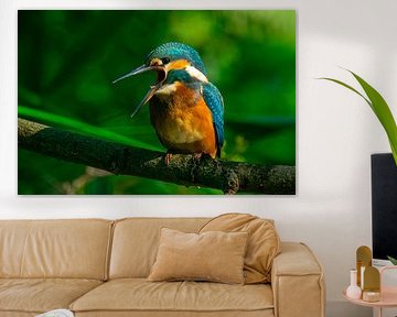 De gapende Ijsvogel.