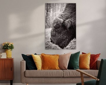 European bison close up by Sjoerd Naus