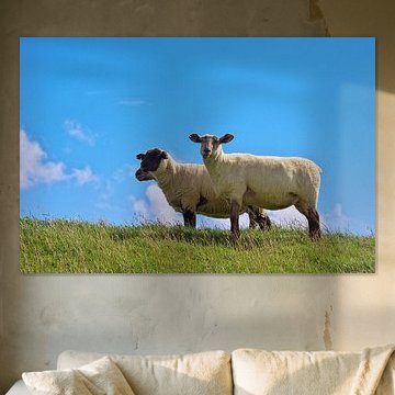 Schafe auf dem Deich 