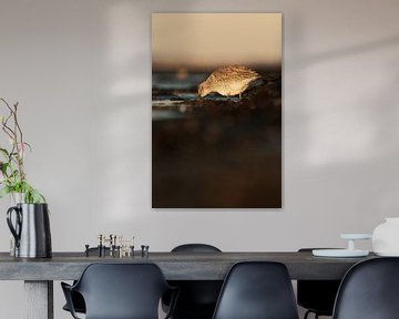 Kanoet met een in het water verstopte snoet van Nature Laurie Fotografie