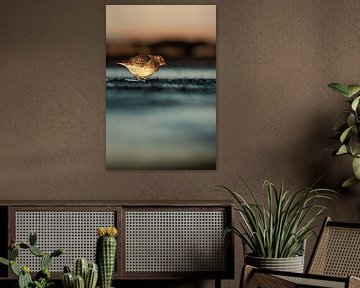 Paarse Strandloper op de Brouwersdam van Nature Laurie Fotografie