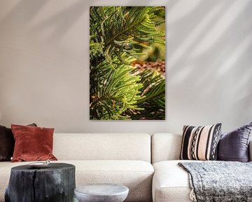 Lush green pine branches