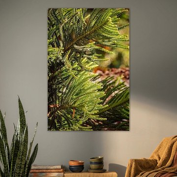 Lush green pine branches