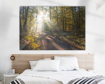Warm autumn colours in the forest