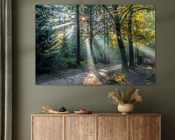Solar rakes break through the autumn foliage roof in the forest
