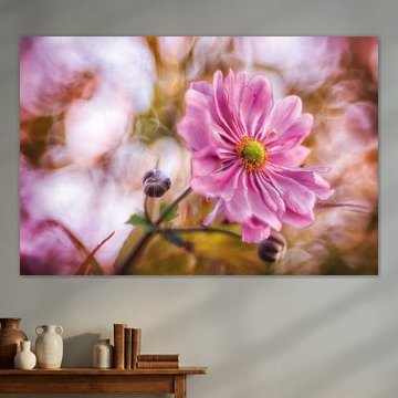 Magnifique anémone d'automne rose