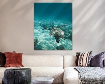 Under the Sea