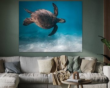 Under the Sea