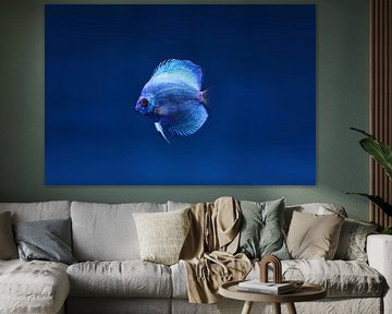 Under the Sea