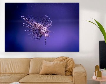 Under the Sea