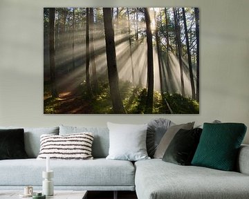 Vosges Forest by Tanja Voigt
