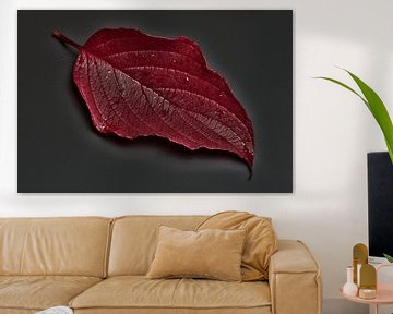 Blad van een kornoelje in een mooie rode herfstkleur van Gea van der Veen-Smedeman