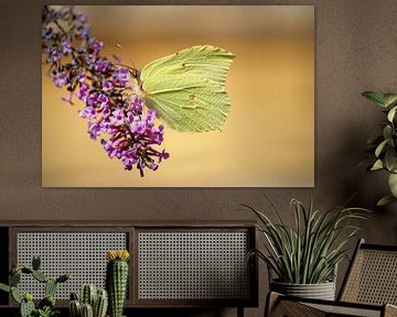 Vlinder in de natuur van Lisa-Valerie Gerritsen