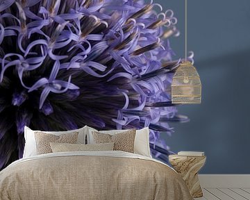 Half a blue - lilac bullet thistle (Echinops) partially in bloom by Marjolijn van den Berg