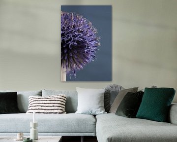 Een halve blauw - lila kogeldistel (Echinops) deels in bloei van Marjolijn van den Berg