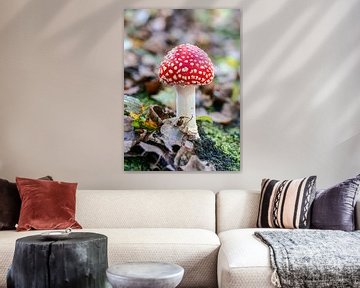 Rode vliegenzwam in het bos van ManfredFotos