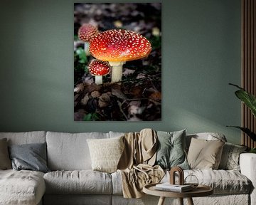 Rode vliegenzwam in het bos van ManfredFotos
