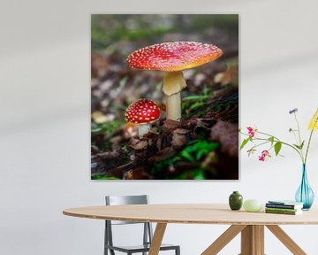 Rode vliegenzwam in het bos van ManfredFotos