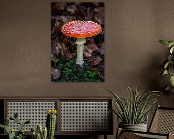 Rode vliegenzwam in het bos van ManfredFotos
