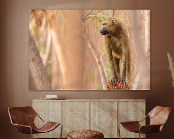 Brown baboon by Mario Severi