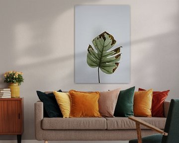 Monstera