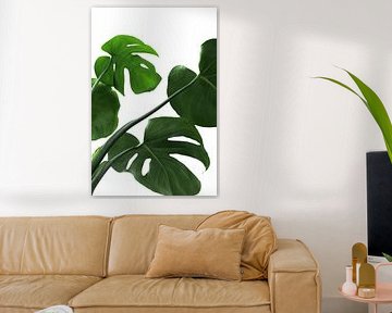 Monstera