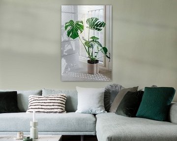 Monstera