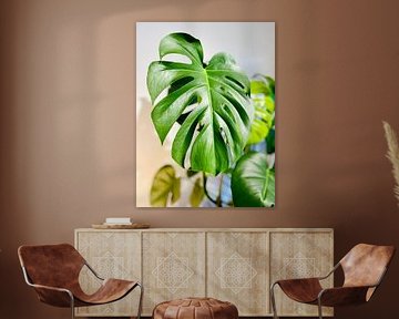 Monstera